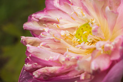 Close-up of pink rose