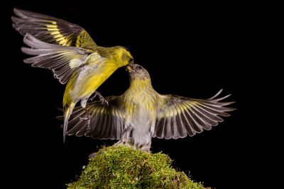 Close-up of bird flying over black background