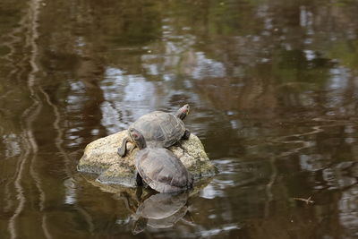 Close-up of turtle in lake