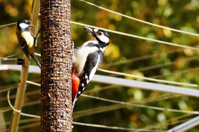 Close-up of bird perching on feeder