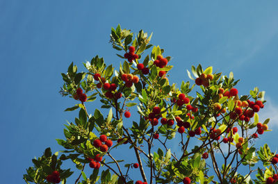 Low angle view of fruits growing on tree against sky