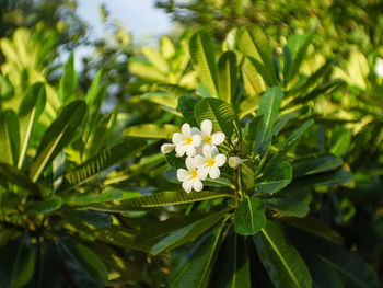 Close-up of flowering plant