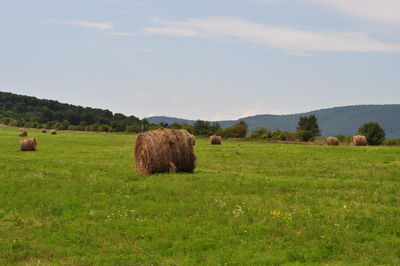 Hay bales in the field