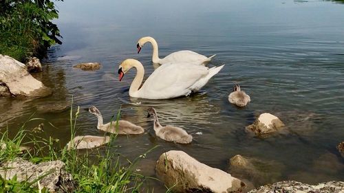 Swans swimming in lake