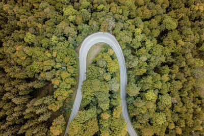 High angle view of road amidst trees in forest