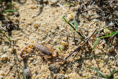 High angle view of insect on land