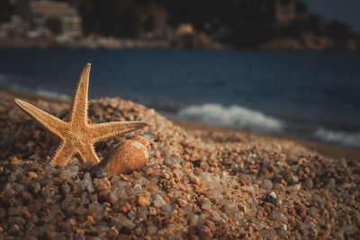 View of crab on beach