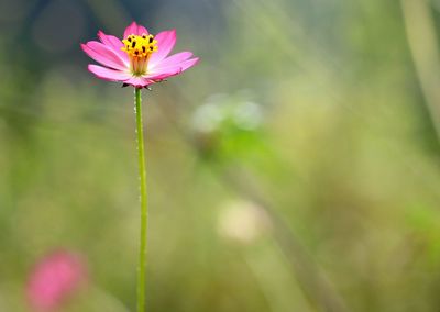 Close-up of pink cosmos flower blooming outdoors