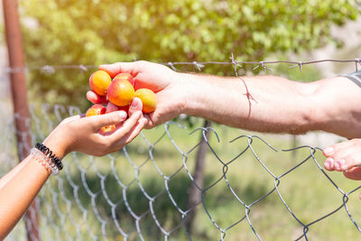 Close-up of hand holding tomatoes