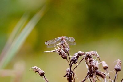 Close-up of dragonfly on plant