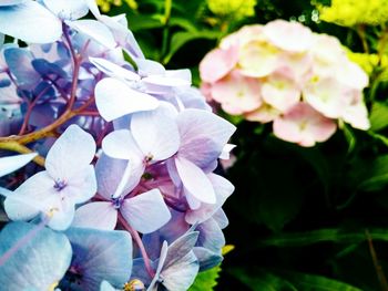 Close-up of fresh white flowers blooming outdoors