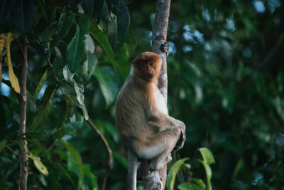 Monkey sitting on a tree