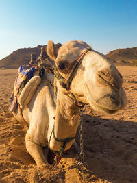 View of an animal on sand