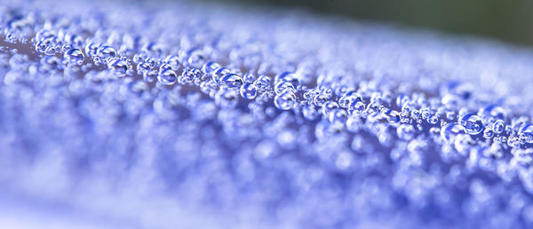 Close-up of purple flowers