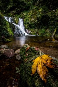 Autumn leaf on mossy rock with waterfall in background