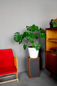 A beautiful monstera flower in a white pot stands on a wooden old acoustic speaker