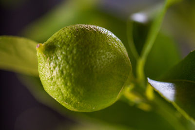 Close-up of lemon growing on plant