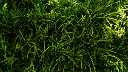 Full frame shot of fresh green plants