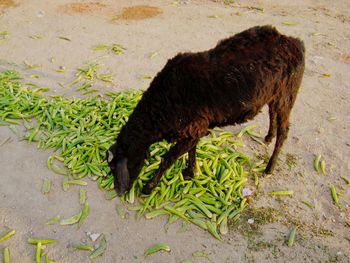 Horse on ground