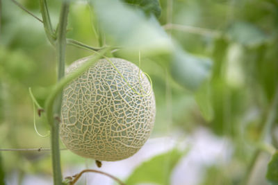 Close-up of fruit growing on plant