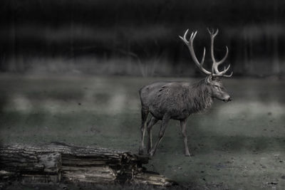 Deer standing in a field