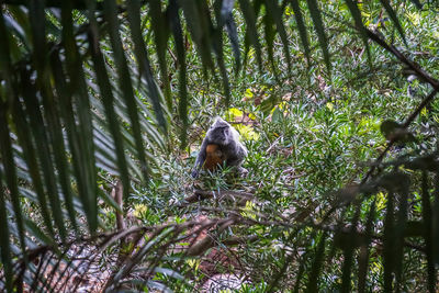 Monkeys in a forest