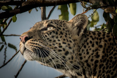 Close-up of cat looking away