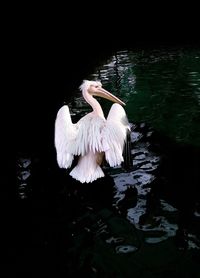 Swan swimming in lake