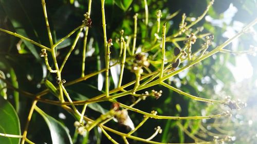 Close-up of plant