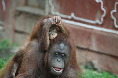 Monkeys in zoo