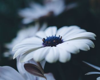 Close-up of white flower