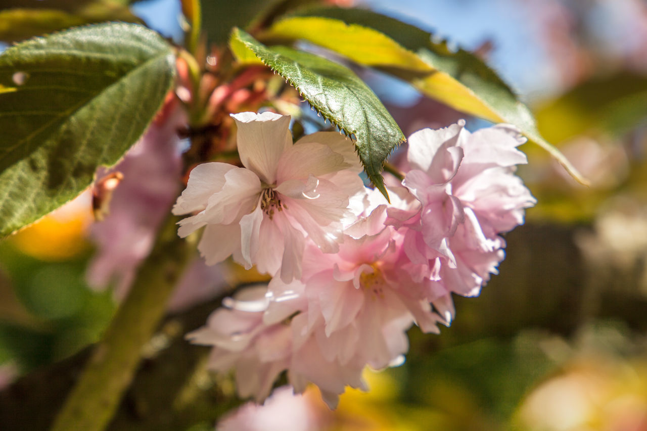 CLOSE-UP OF PINK CHERRY BLOSSOMS OUTDOORS