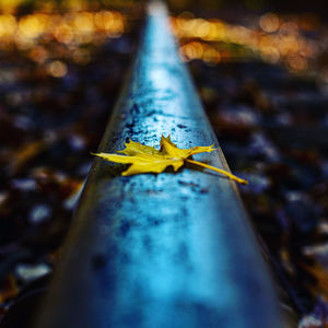 High angle view of yellow leaf on metal