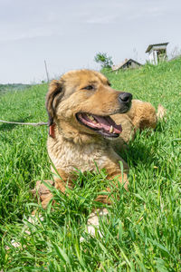 Close-up of a dog on field