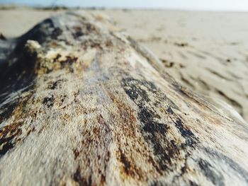 Close-up of lizard on sand at beach