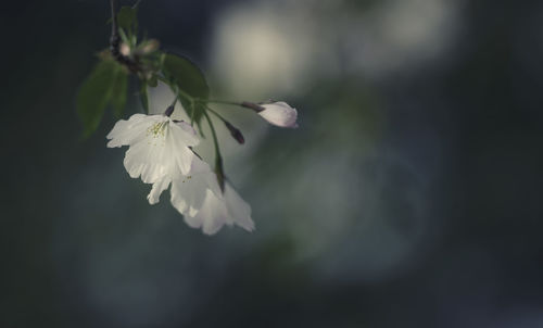 Close-up of white flowering plant