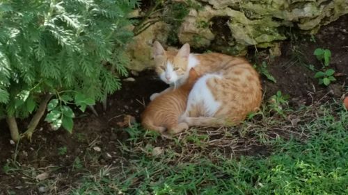 High angle view of cat