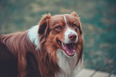 Close-up portrait of a dog