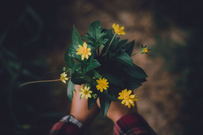 Close-up of person holding yellow flowering plant