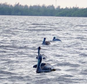 Swan swimming in water