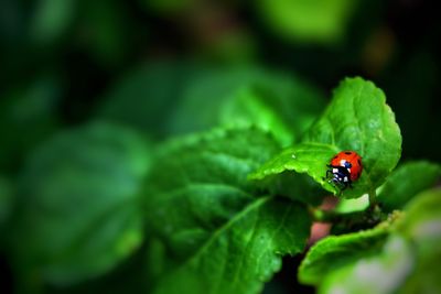 Close-up of ladybug on leaf