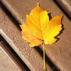 Close-up of leaves on wood