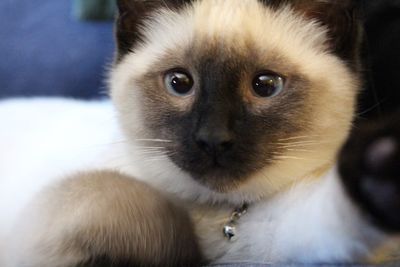 Close-up portrait of cat