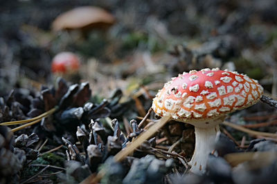 Close-up of mushroom growing on field