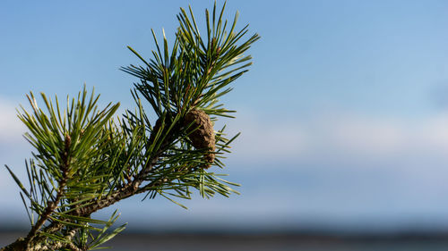 Close-up of pine tree against sky