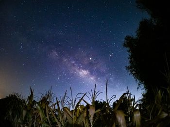 Low angle view of trees against sky at night