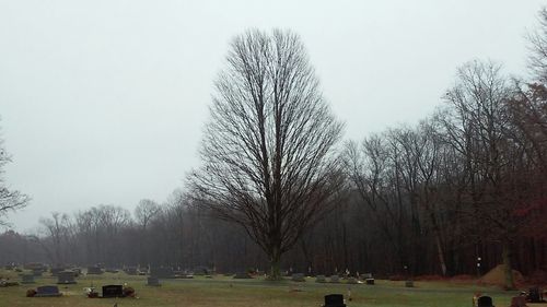 Bare trees against sky