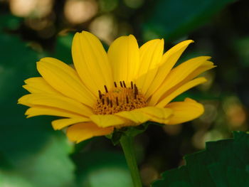 Close-up of yellow flower