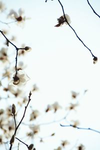 Low angle view of birds perching on branch