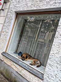 Cat relaxing on a door